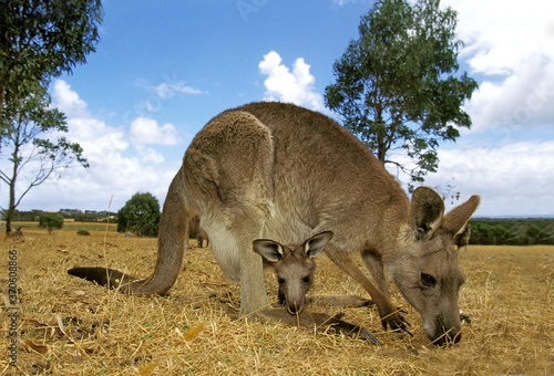 Eastern Grey Kangaroo, macropus giganteus, Female with Joey in Pouch, Australia