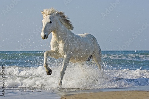 Camargue Horse Galloping on the Beach, Saintes Marie de la Mer in the South of France