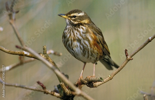 Redwing Trush, turdus iliacus, Adult standing on Branch