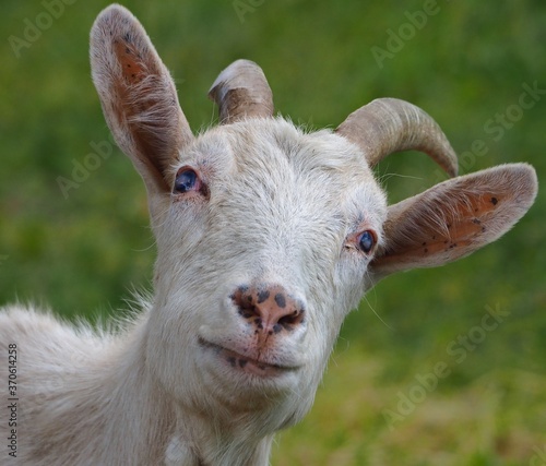 Goat with a special gaze