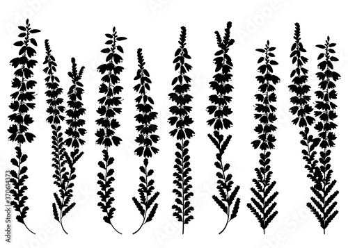 Set of outline Heather or Calluna flower silhouettes with bud and leaves in black isolated on white background.