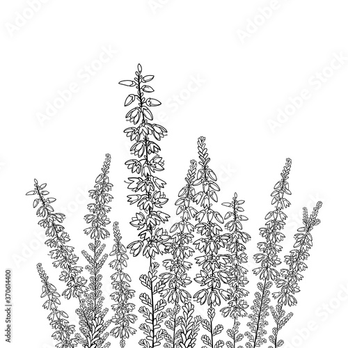 Field with outline Heather or Calluna flower with bud and leaves in black isolated on white background. 