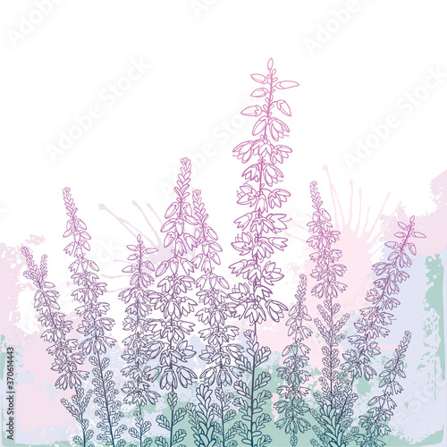 Field with outline Heather or Calluna flower with bud and leaves in pastel pink on the white background. 