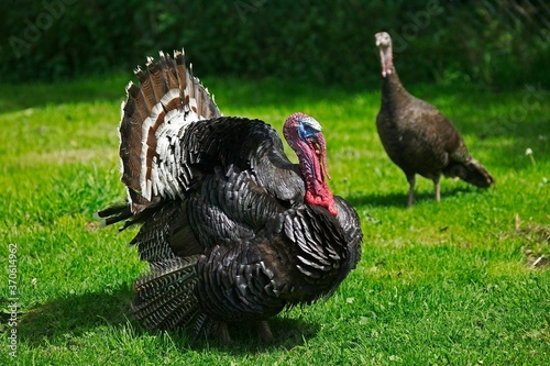 American Bronze Turkey, Female with Male Displaying with Tail Fanned Out