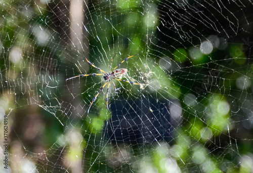 Banana spider on its web