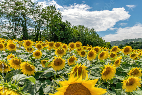 Campo di girasoli in piena luce, splendenti bellissimi per pubblicità, comunicazione, marketing, riviste