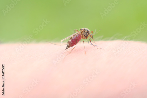 A mosquito sucks blood on a person's skin, macro photography. close up