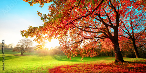 Sunny park in glorious autumn colors, with clear blue sky and the setting sun, a vast green meadow and a majestic oak tree with red leaves in the foreground