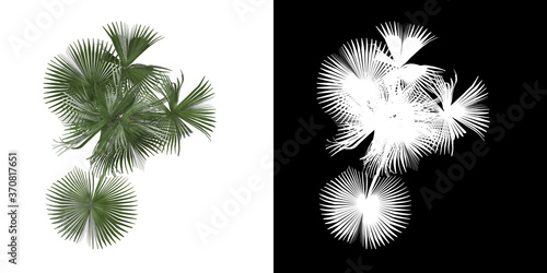 Top view of tree (Sabal Palmetto) png with alpha channel to cutout 3D rendering. For forest and nature compositing. 