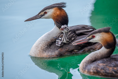 Family of great crested grebe with young chicks on the back swimming in lake Geneva, Switzerland. Cute Podiceps cristatus