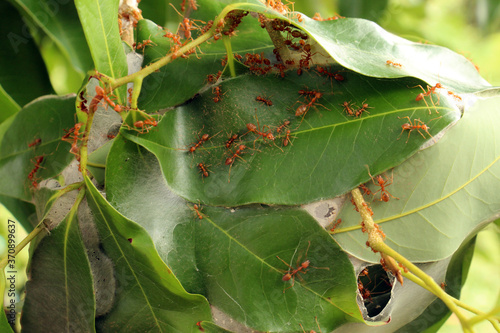 Ant Red, Green Tree Ant has a red body with long slender body. It has formic acid which is corrosive, burning, protecting and hunting instead of sting.