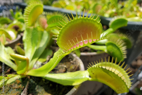 Close up predator Venus flytrap on the garden bed. Carnivorous plants.