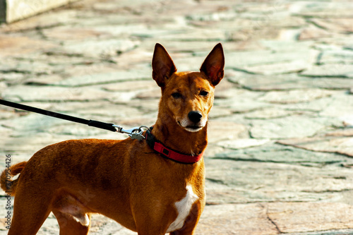 Nice podenco mix with necklace, poses for a photo on a stone surface