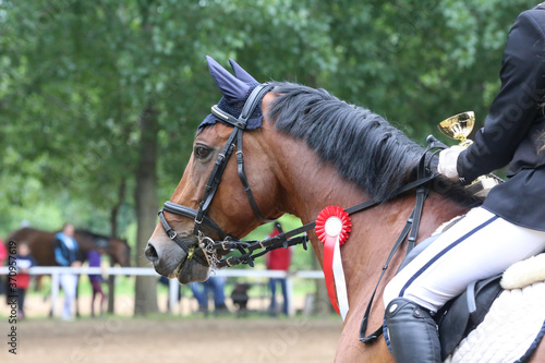 Head shot close up of a pretty horse with a red rosette on its bridle