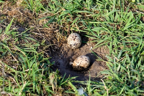 Black Skimmer, rynchops niger, Eggs in Nest, Los Lianos in Venezuela