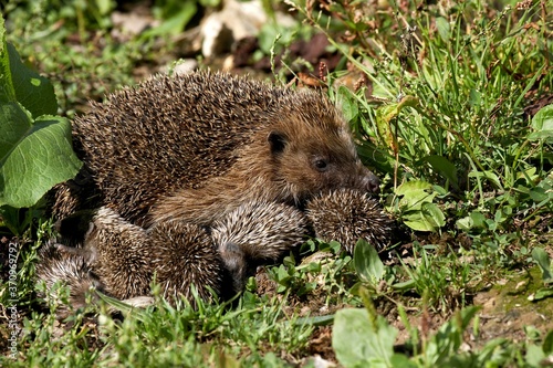 European Hedgehog, erinaceus europaeus, Female with youngs, Normandy