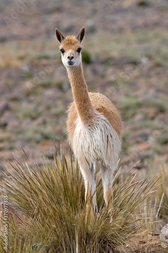 Vicuna, vicugna vicugna, Pampas Galeras Reserve in Peru