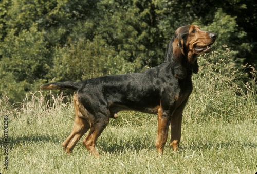 Jura or Bruno Hound, a Switzerland Breed