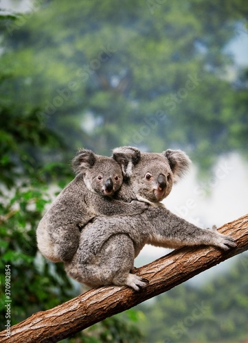 Koala, phascolarctos cinereus, Mother with Young standing on Branch