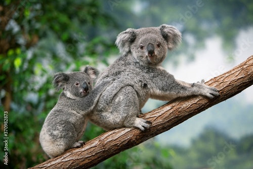 Koala, phascolarctos cinereus, Mother with Young standing on Branch