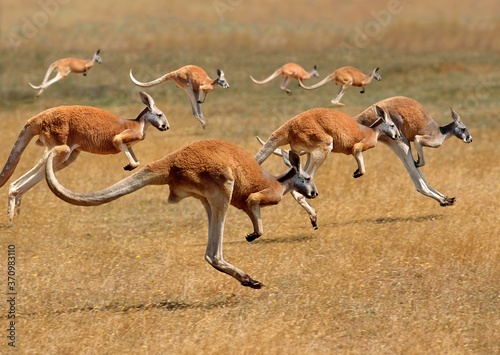 Red Kangaroo, macropus rufus, Australia, Group running