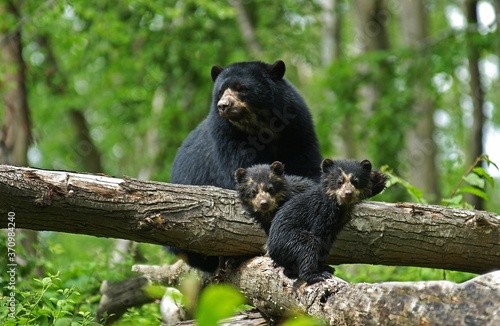 Spectacled Bear, tremarctos ornatus, Mother with Cub