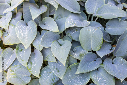 Overhead photograph of large gray leaves of Hosta 'Halcyon' (plantain lily) wet with water drops after rain.