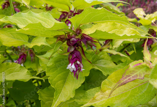 Close up of deep red and white flower of Leycesteria formosa 'Golden Lanterns' (Himalayan honeysuckle, Pheasant berry,Flowering nutmeg) among light green and red veined leaves.