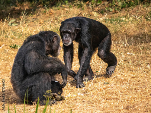 Chimpanzés se regardent