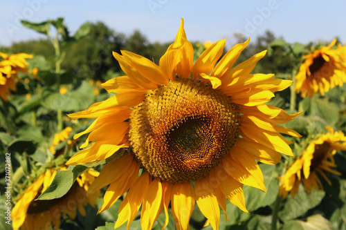 sunflower over the sunflower field