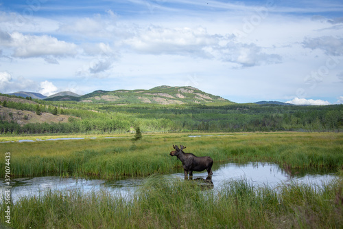 Landscape of moose in swamp in Yukon, Canada with mountain in background