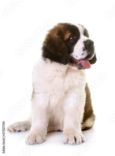 puppy saint bernard