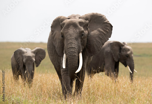 African elephants in the grassland of Masai Mara