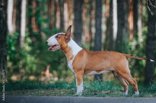 Bull terrier show dog posing outside. Red bullterrier male. Strong dog. 