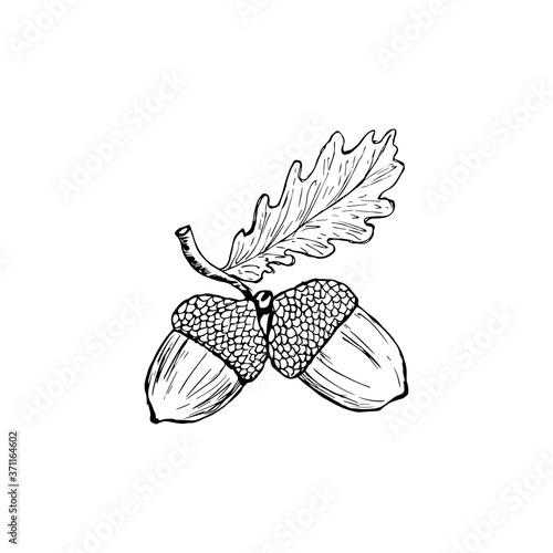 Vector oak leaf and acorn drawing set. Autumn elements. Hand drawn detailed botanical illustration. Vintage fall seasonal decor. Great for label, sign, icon, seasonal decor