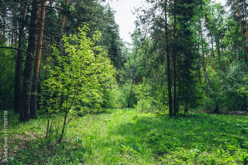 Thickets in dense forest. Scenic view with contrasts of deep forest. Beautiful woody landscape surrounded by many trees and lush vegetation. Forest scenery with rich flora. Atmospheric woodland.