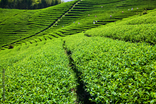 Close-up tea leaves in a tea plantation at Nantou, Taiwan.