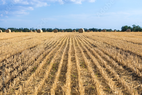 Natural background with roll bales on wheat field
