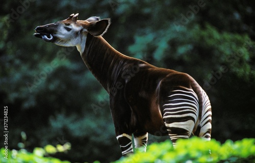 Okapi, okapia johnstoni, Adult licking its Nose