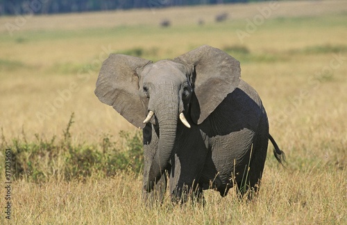 African Elephant, loxodonta africana, Masai Mara Park in Kenya