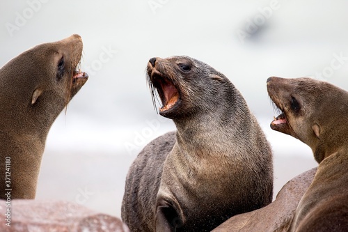 South African Fur Seal, arctocephalus pusillus, Females on Rocks, Cape Cross in Namibia