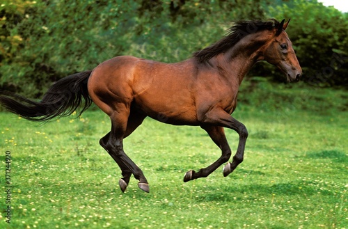 English thoroughbred Horse Galloping through Paddock