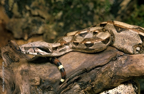 Boa Constrictor, boa constrictor