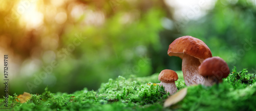 Whild Mushrooms outdoors in the forest in autumn