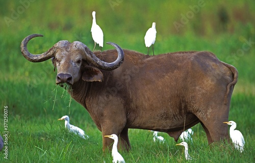 African Buffalo, syncerus caffer, with Cattle Egret, bubulcus ibis, Masai Mara Park in Kenya