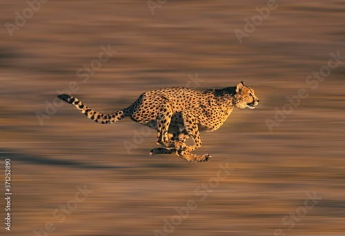 CHEETAH acinonyx jubatus, Adult running through Savannah