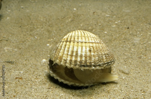 Common Cockle, cerastoderma edule