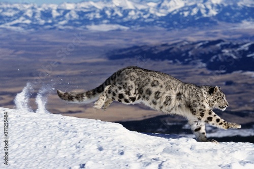 Snow Leopard or Ounce, uncia uncia, Adult running on Snow through Mountain