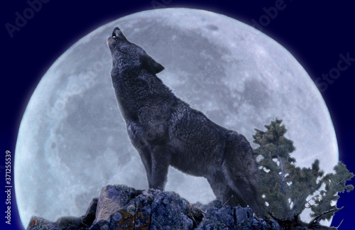 European Wolf, canis lupus, Adult Howling at the Moon