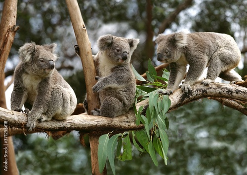 Koala, phascolarctos cinereus, Group sitting on Branch, Australia